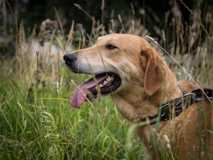 Ретривер охотничья собака