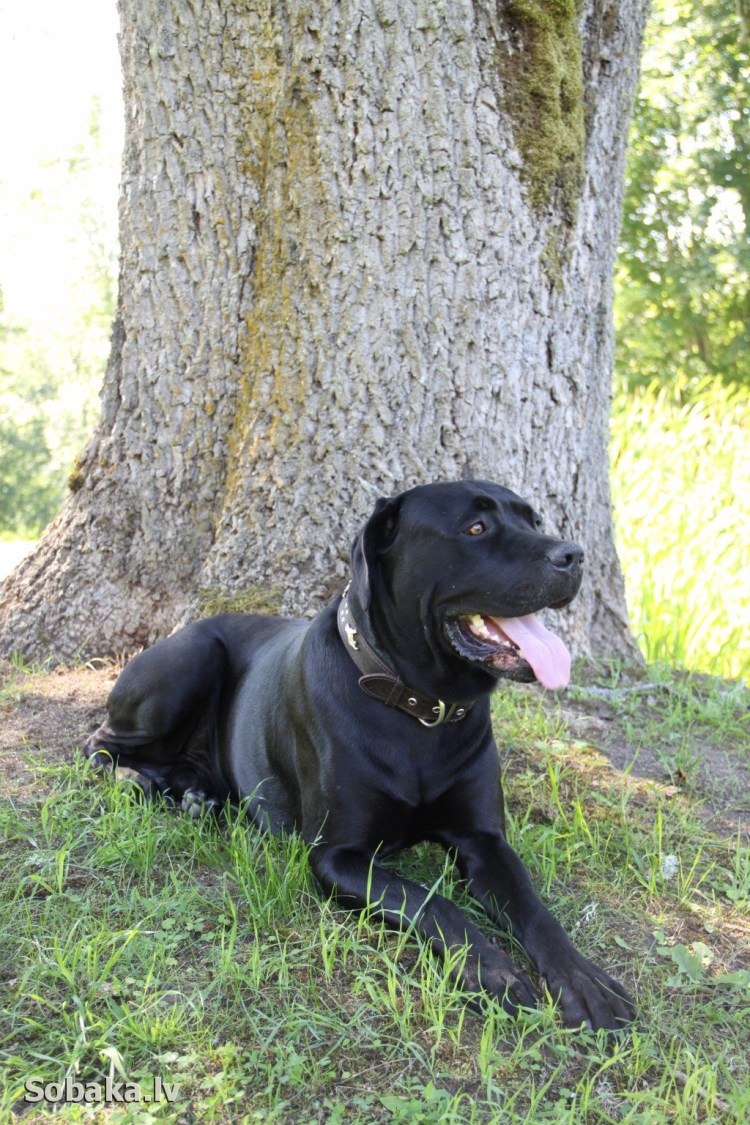 Порода собак Хан