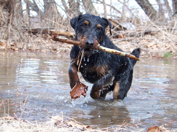 Лабрадор ретривер рыжий