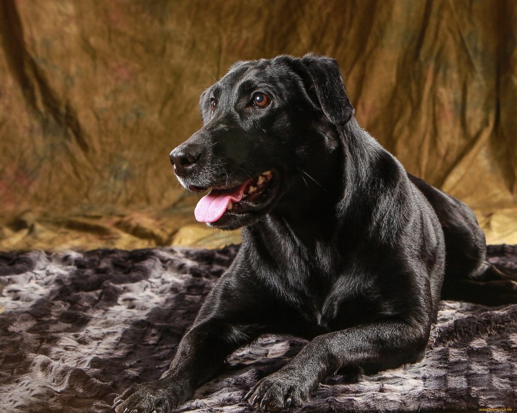 Охотничьи породы собак Хантер