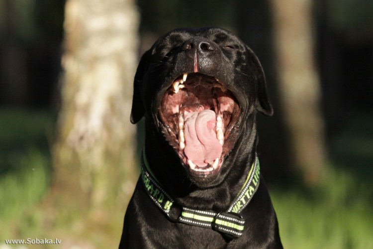 Породы собак том Хантер