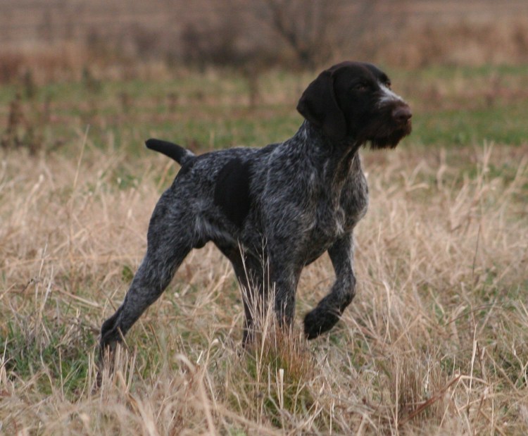 Пудель Пойнтер дратхаар
