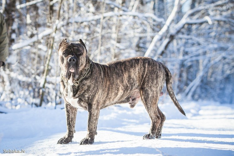 Канарский мастиф