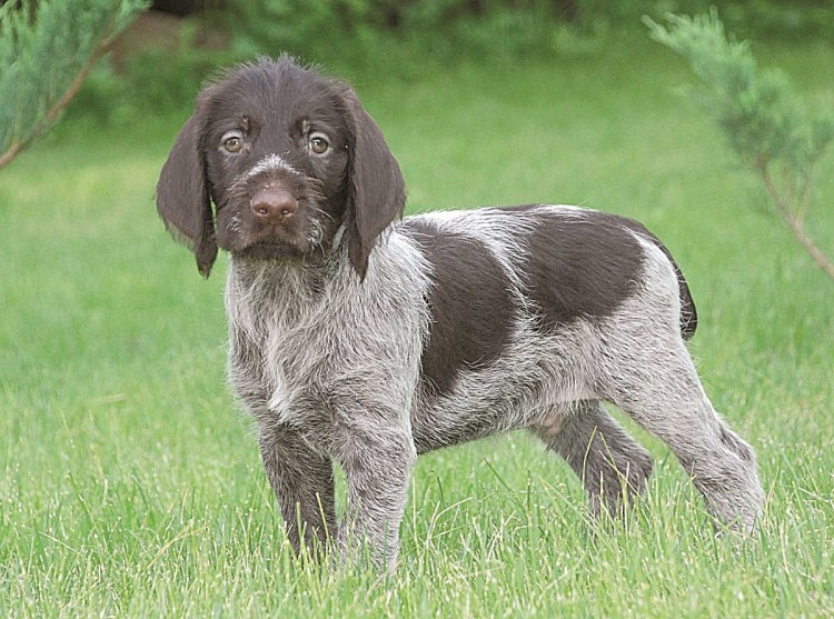 Золотистый ретривер охотничий