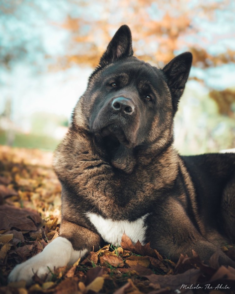 Ирландский Глен оф имаал терьер