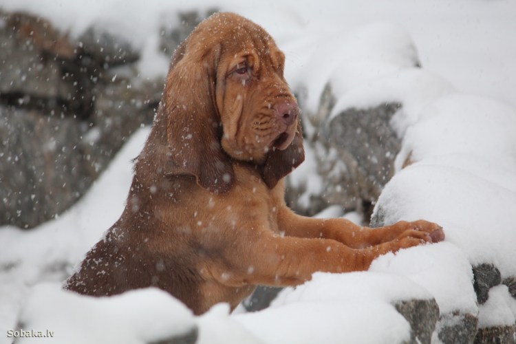 Собаки на фоне природы