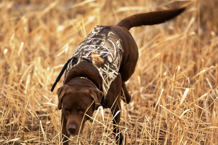 Ирландский волкодав