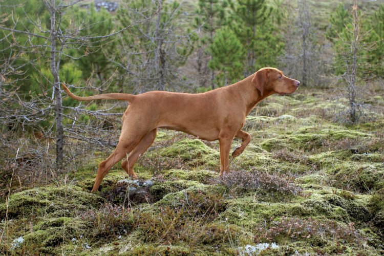 Родезийский риджбек на охоте