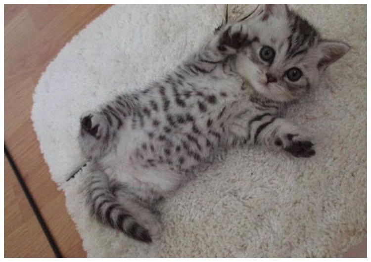 Коты окраса вискас