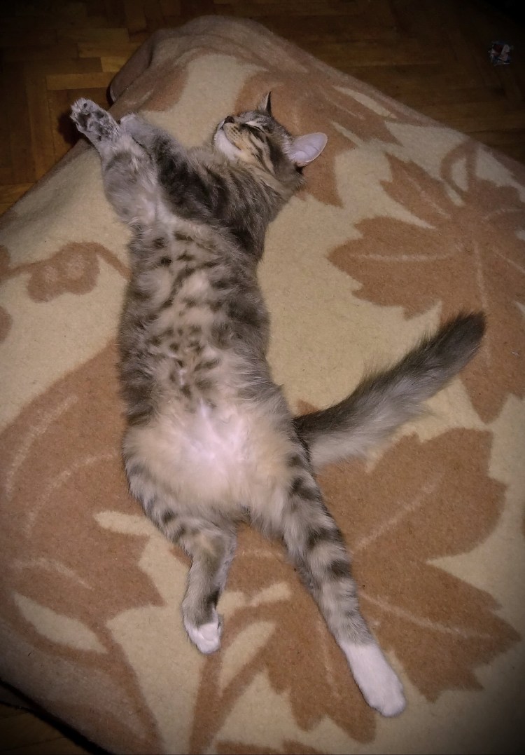 Кошка лежит на спине