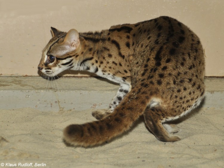 Оцикет мраморный