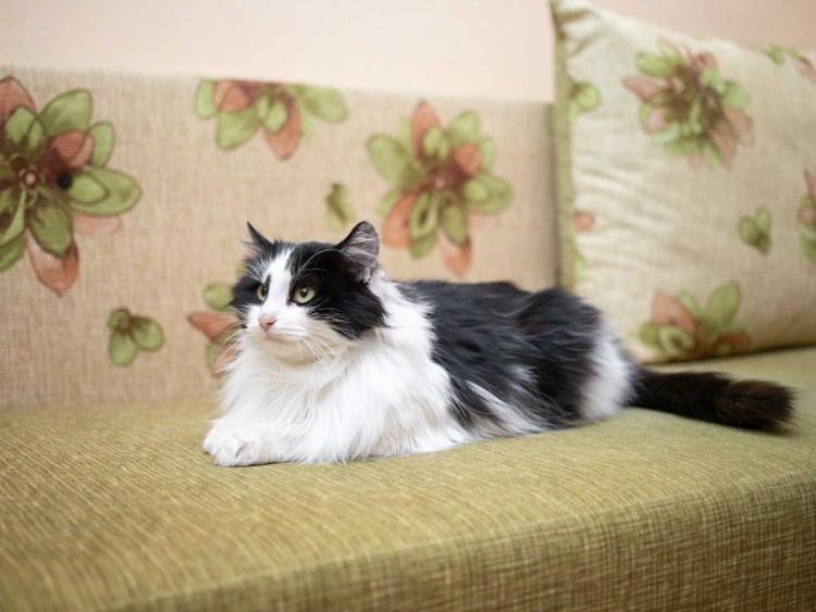 Кошки до 50 тысяч