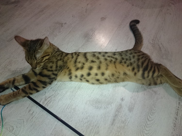 Обычные полосатые котята