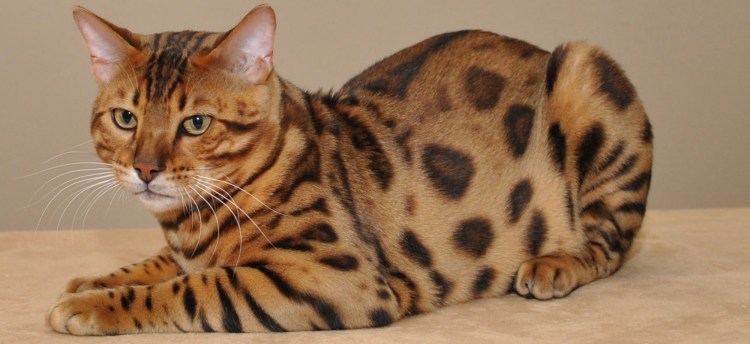 Спит полосатый котик