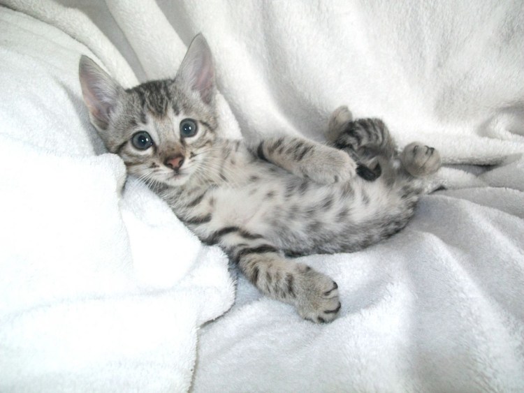 Бенгальская кошка