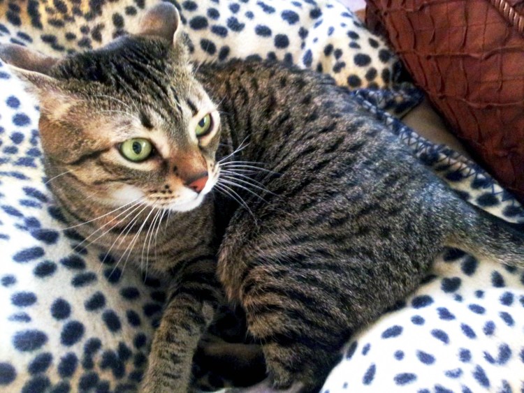 Аравийский МАУ кошка