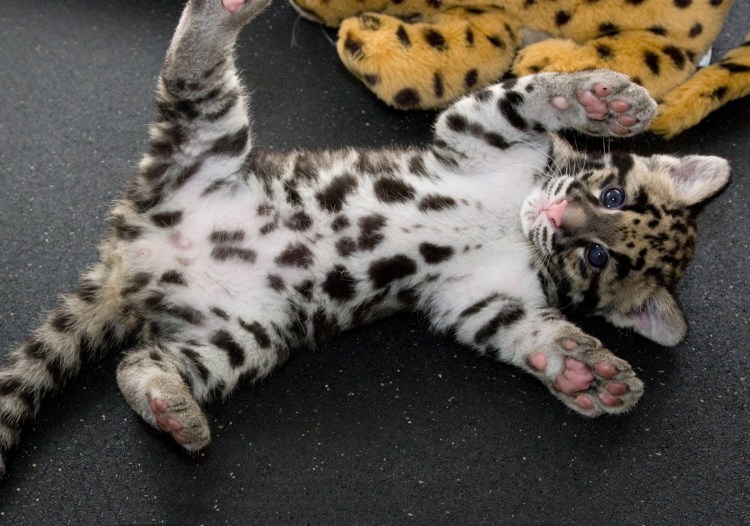 Оцелот лапы