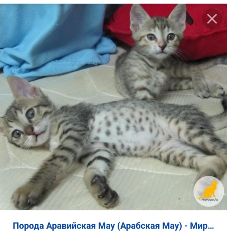 Бенгальский вислоухий кот