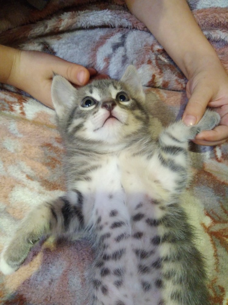 Аравийский МАУ котята