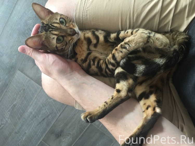 Европейская короткошерстная кошка чёрно белая