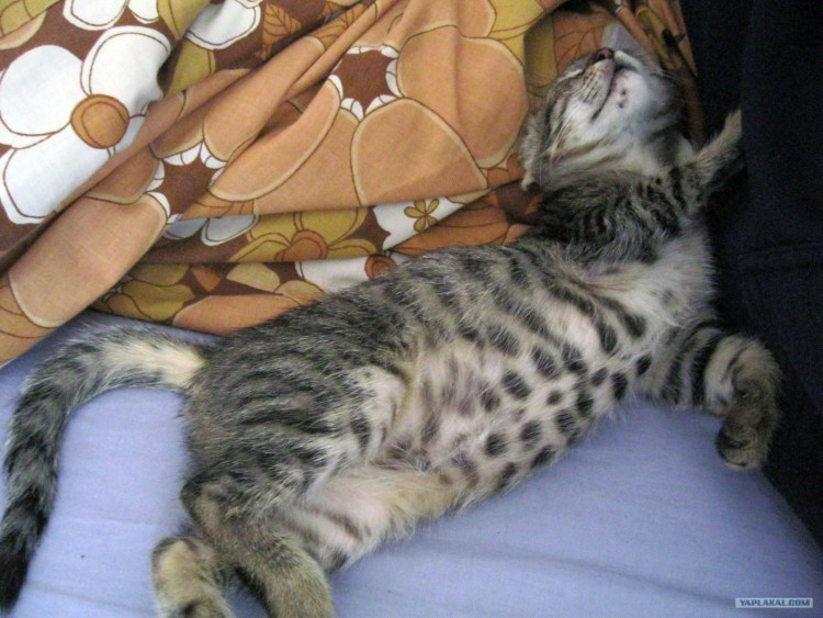 Кот полосатый с пятнами