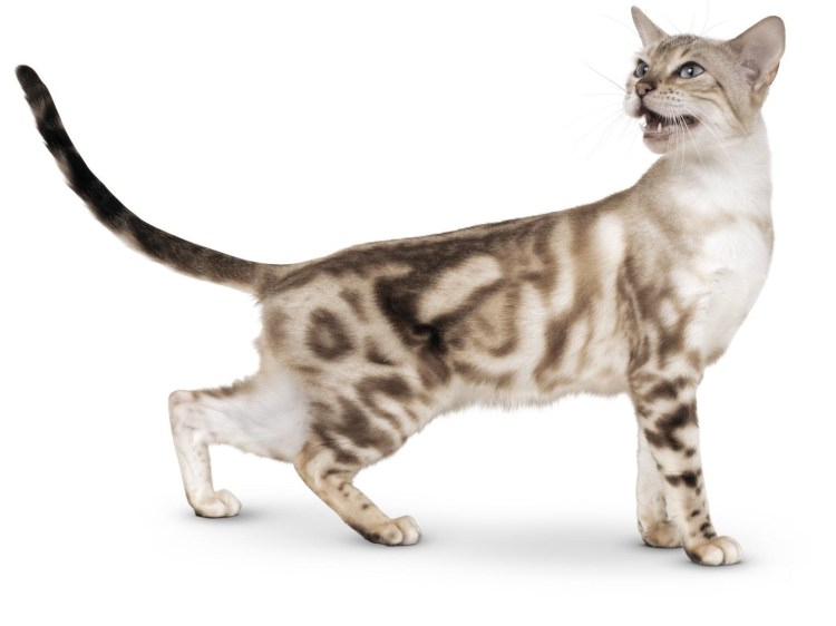 Породы кошек с пятнистым животом