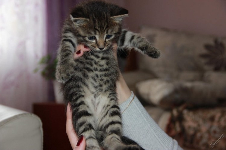 Полосатая кошка с пятнами на животе