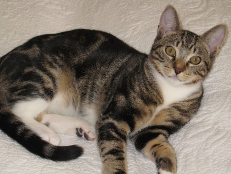 Манчкин серый полосатый