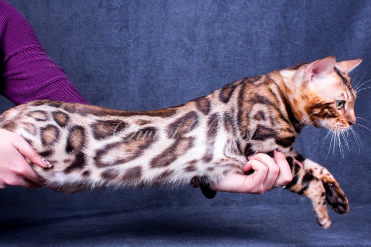 Голубой бенгал кошка