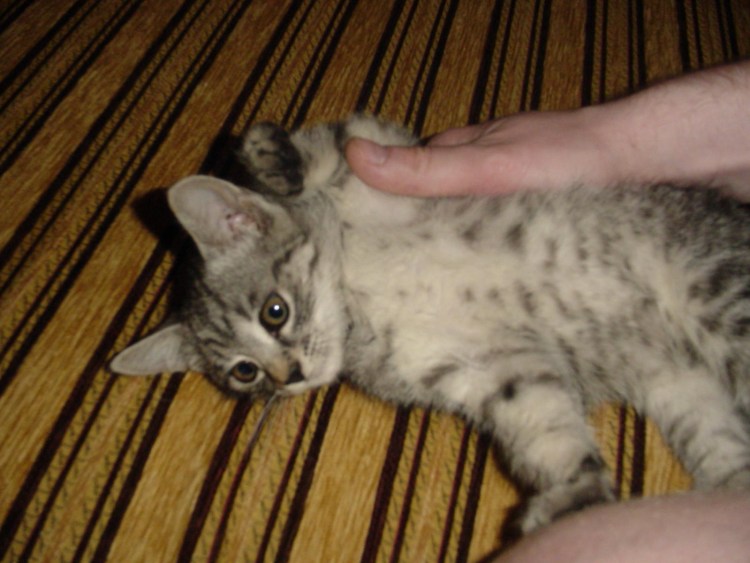 Серый кот с пятнышками