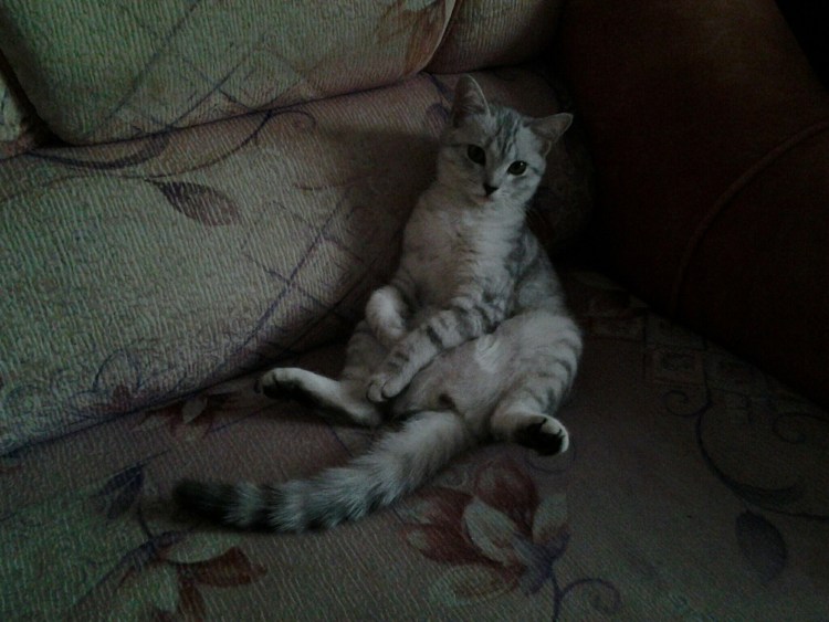 Полосатый кот с пятнами на животе