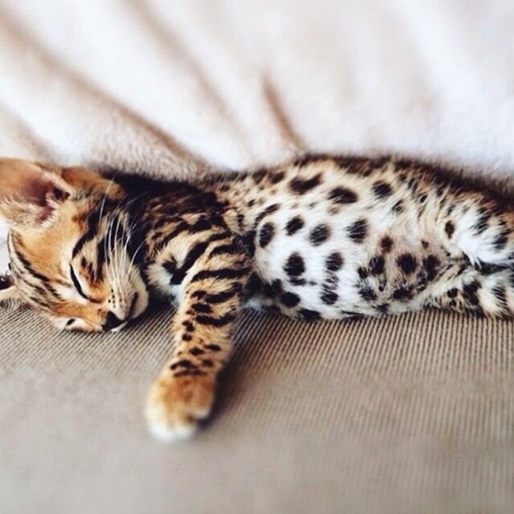 Бенгальский кот серый