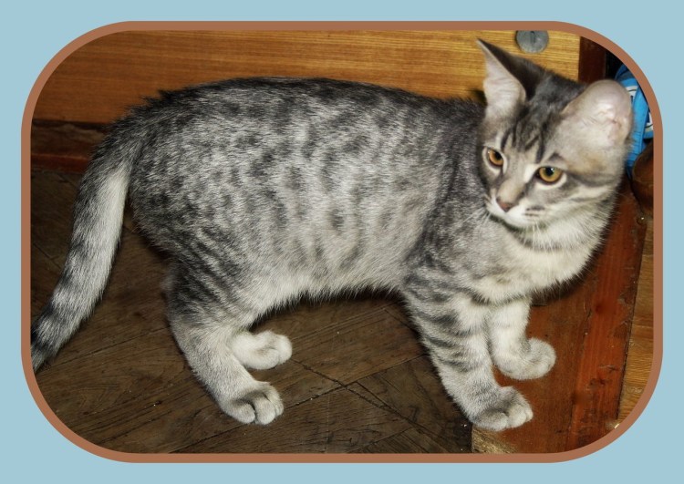 Бенгальская кошка бенгал серый