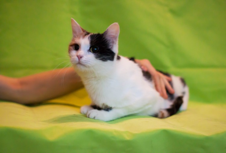 Бенгальская кошка