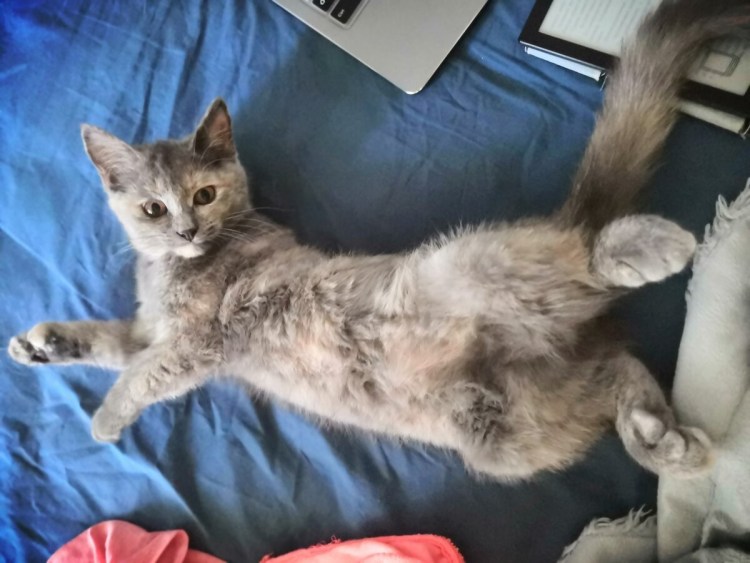 Кот спит на спине раскинув лапы