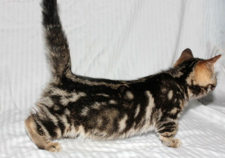 Мраморный Мэнкс табби