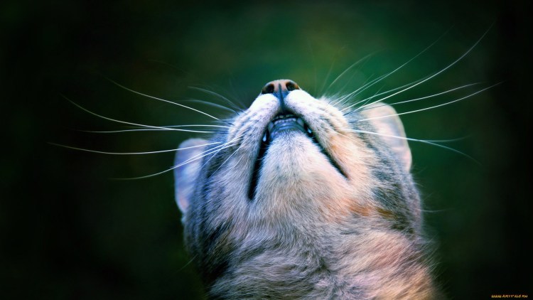 Морда кота снизу