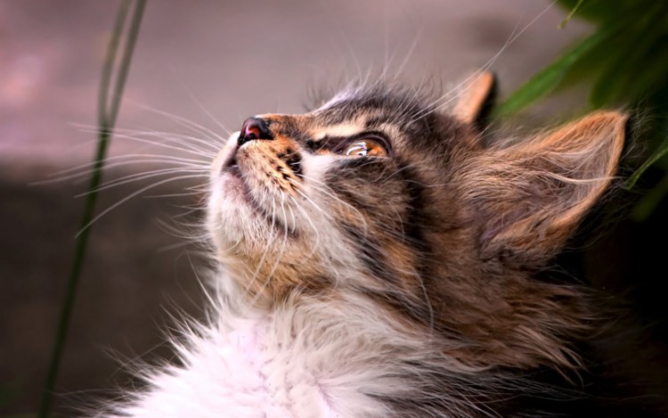 Кошка смотрит вверх