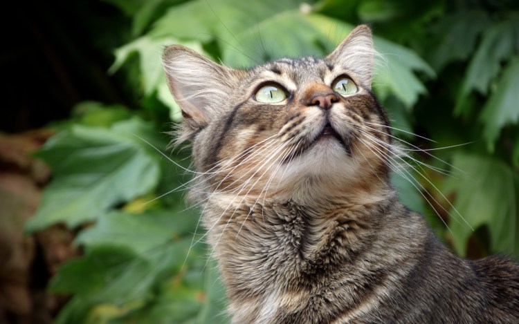 Кот поднял голову