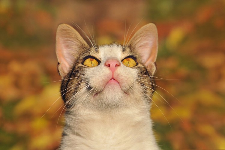 Кошка с поднятой головой