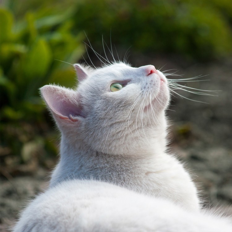 Белая кошка в профиль