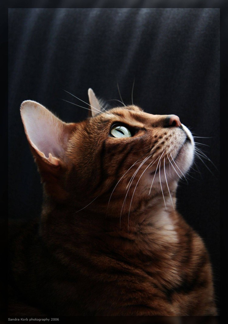 Кошка вверх