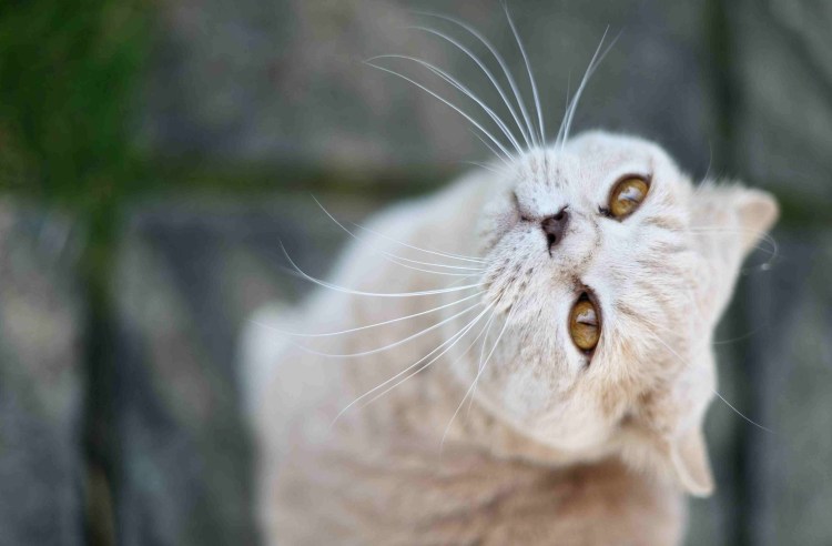 Кот поднял голову