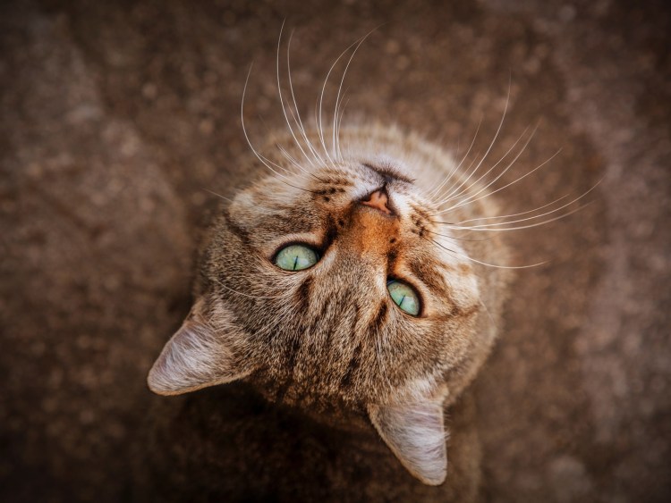 Кот вид сверху