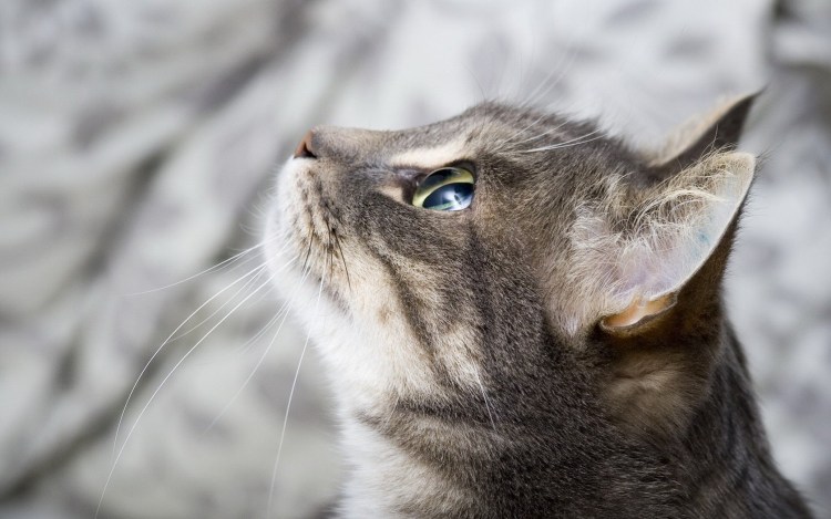 Кошачья морда в профиль