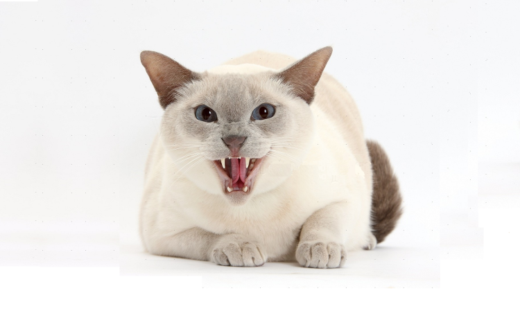 Сиамская кошка злая
