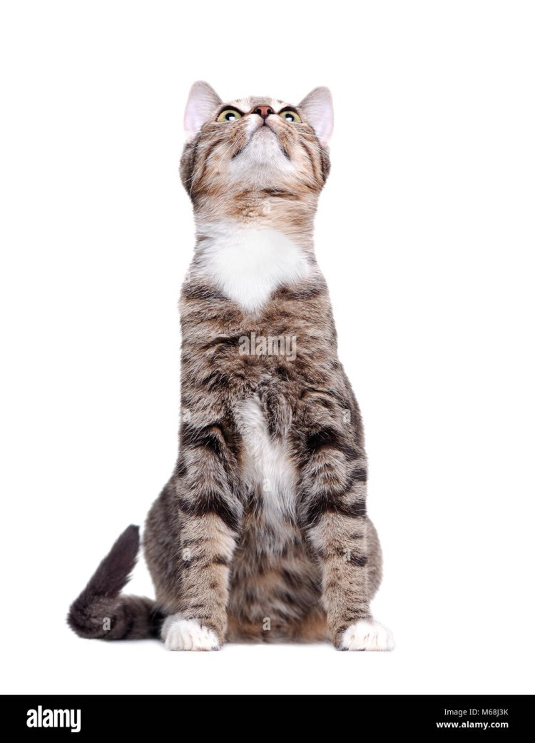 Кот смотрит вверх