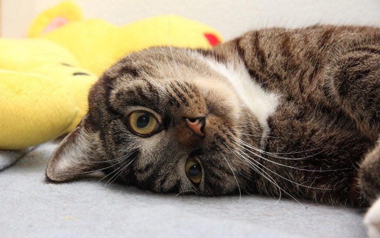 Кошка наклонила голову