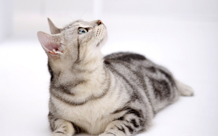 Американская короткошёрстная кошка