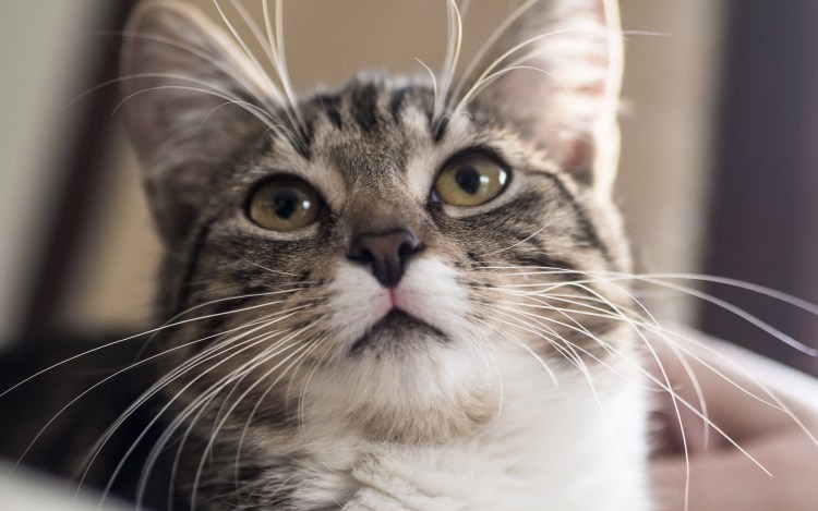 Кошка подняла морду